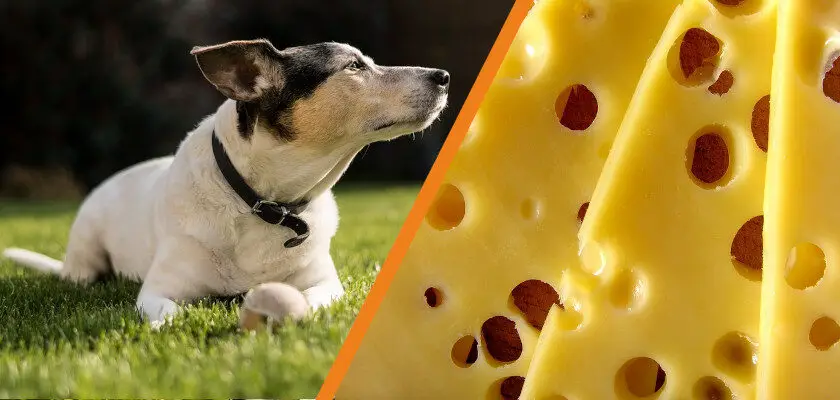 czy pies może jeść ser żółty