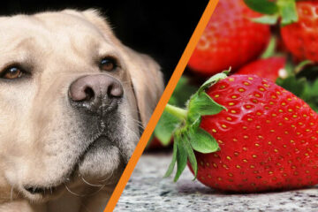 Czy pies może jeść truskawki