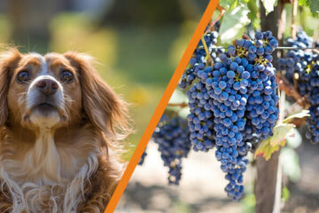 Czy pies może jeść winogrona