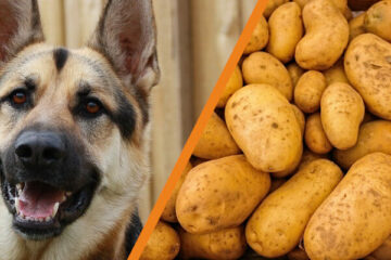 Czy pies może jeść ziemniaki