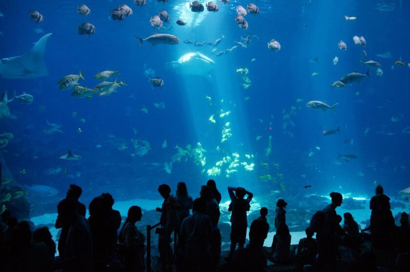 Georgia Aquarium ryby