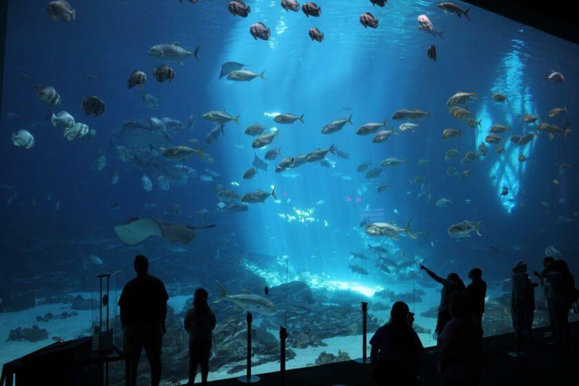 Georgia Aquarium turyści