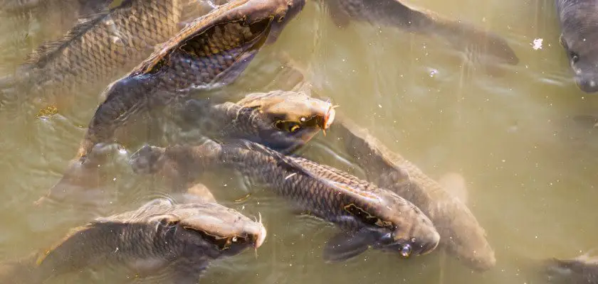 karp żywy