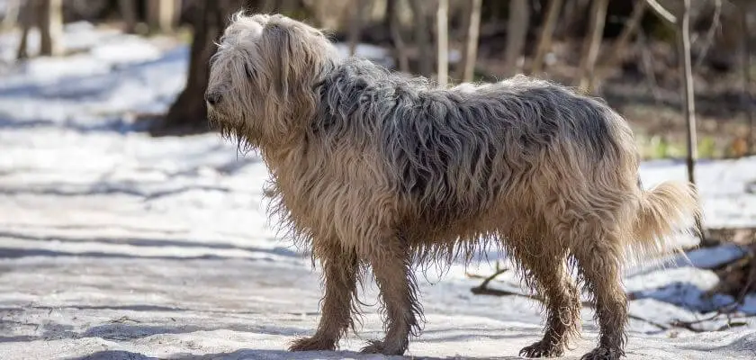 komondor - cena