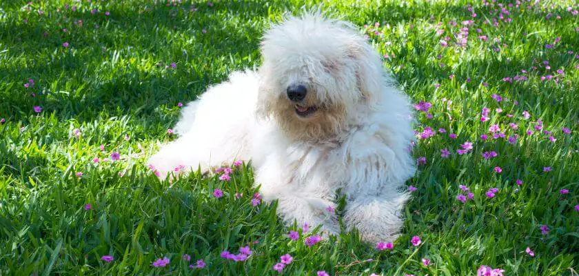 komondor - charakter