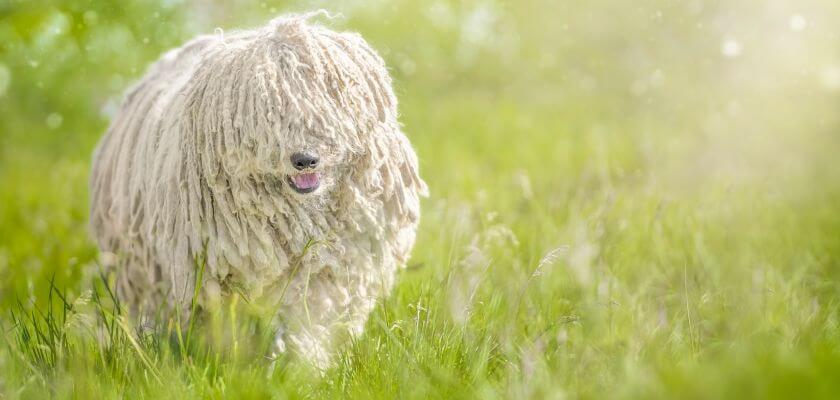 komondor - dla kogo