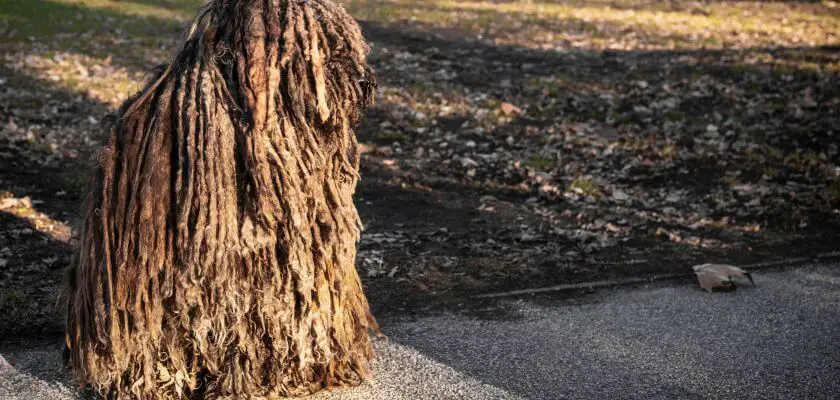 komondor - pielęgnacja