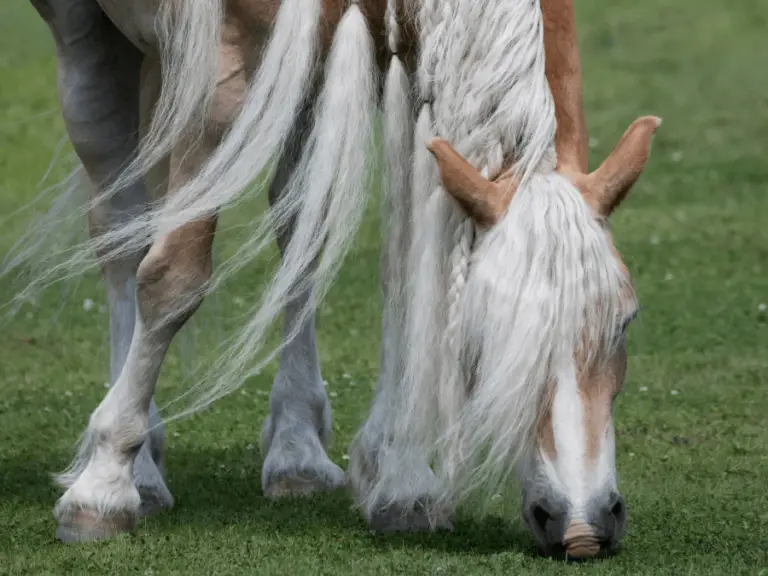 Konie Haflinger – Charakterystyka Rasy | Zwierzaki