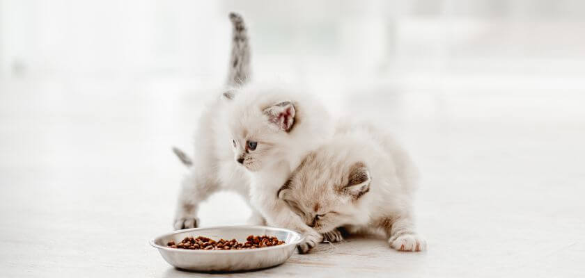 koty domowe - porady dietetyczne
