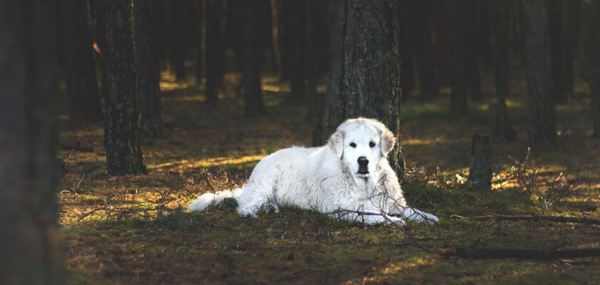 kuvasz pies leży w lesie