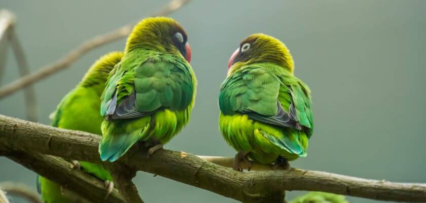 papużki nierozłączki - i ich barwy, czyli umaszczenia tych ptaków