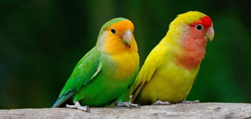 papużki nierozłączki - jak przyzwyczaić je do człowieka