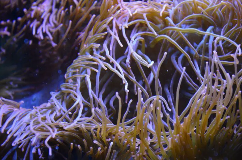 Sea Life Berlin koral