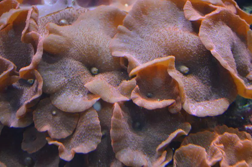 Sea Life Berlin korale