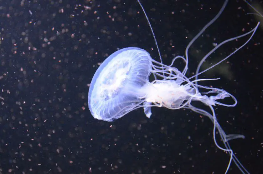 Sea Life Berlin meduza
