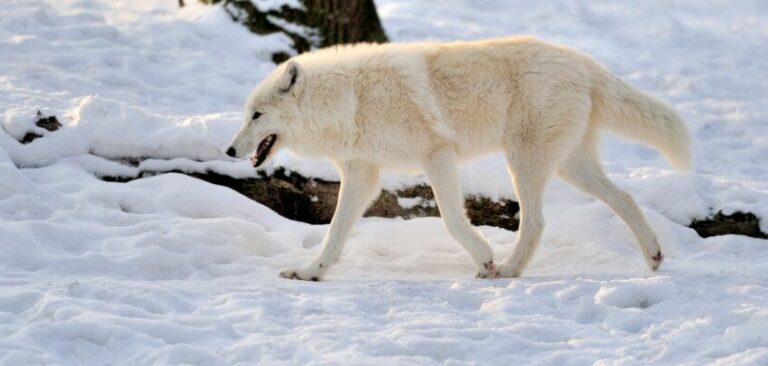 Wilk polarny (Canis lupus arctos) – poznaj jego zwyczaje | Zwierzaki