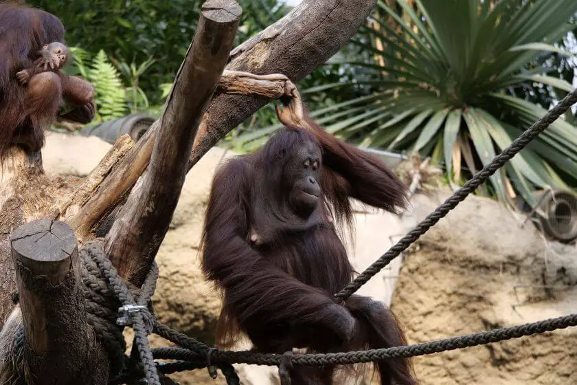 Zoo Rostock orangutan