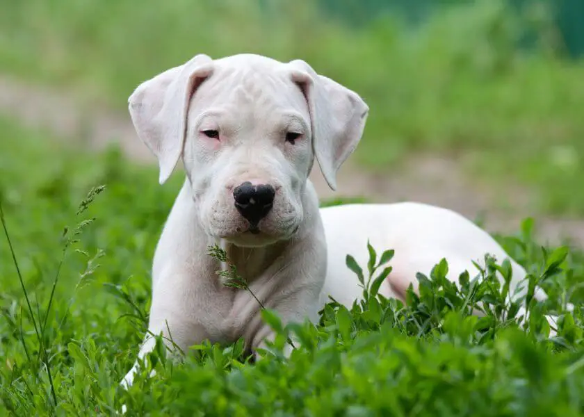 Dog argentyński szczeniak leży w trawie