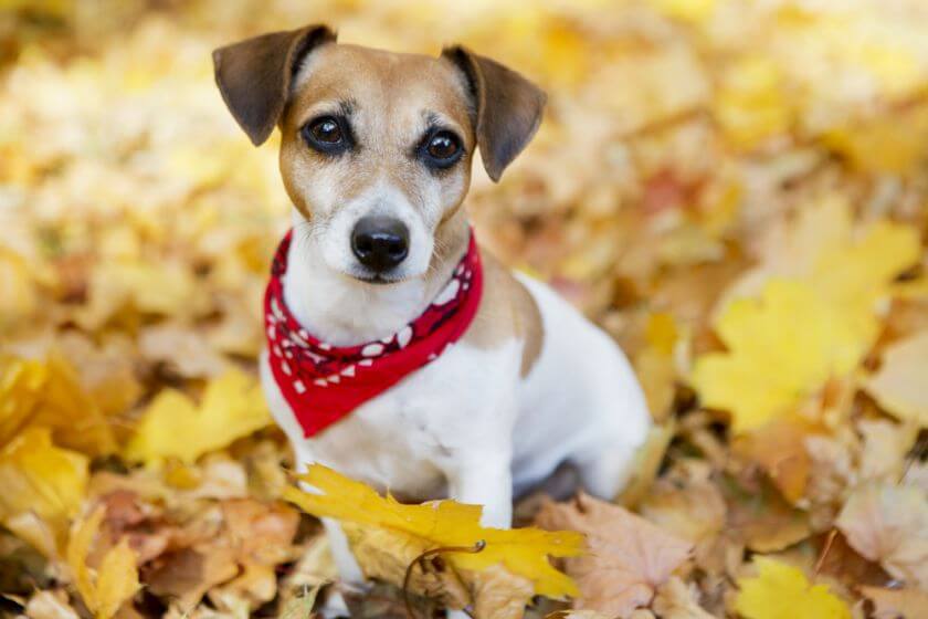 Jack russell terrier siedzi w jesiennych liściach