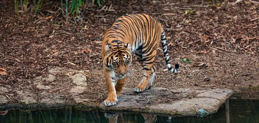 Chile: Zoo