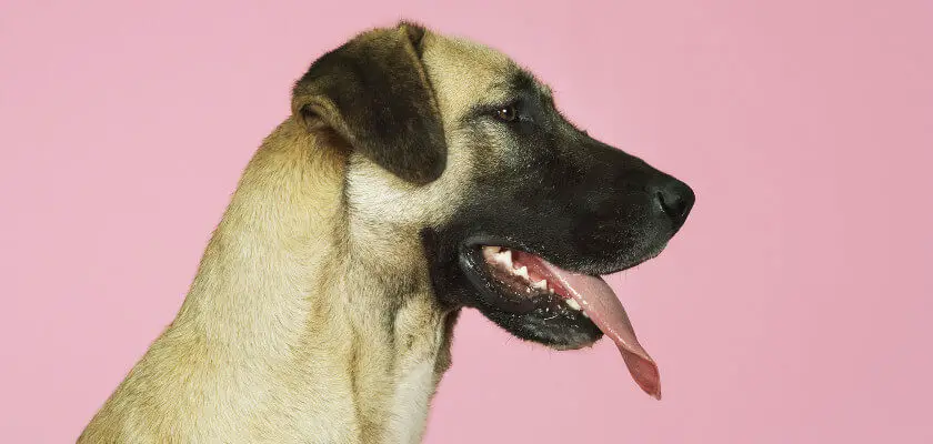 anatomia psa