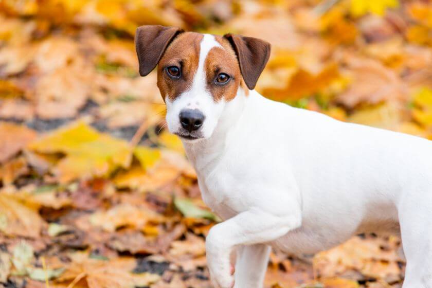 Jack russel terrier na tle liści jesienią