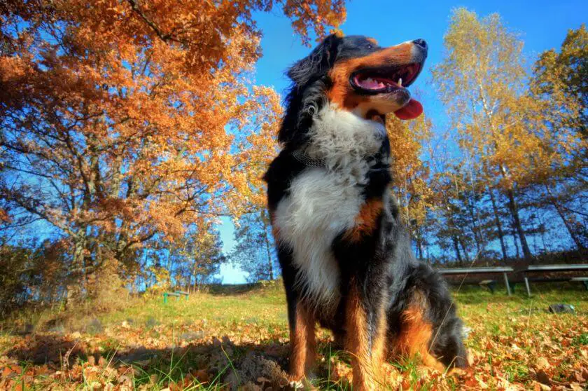 berneński pies pasterski siedzi jesienią