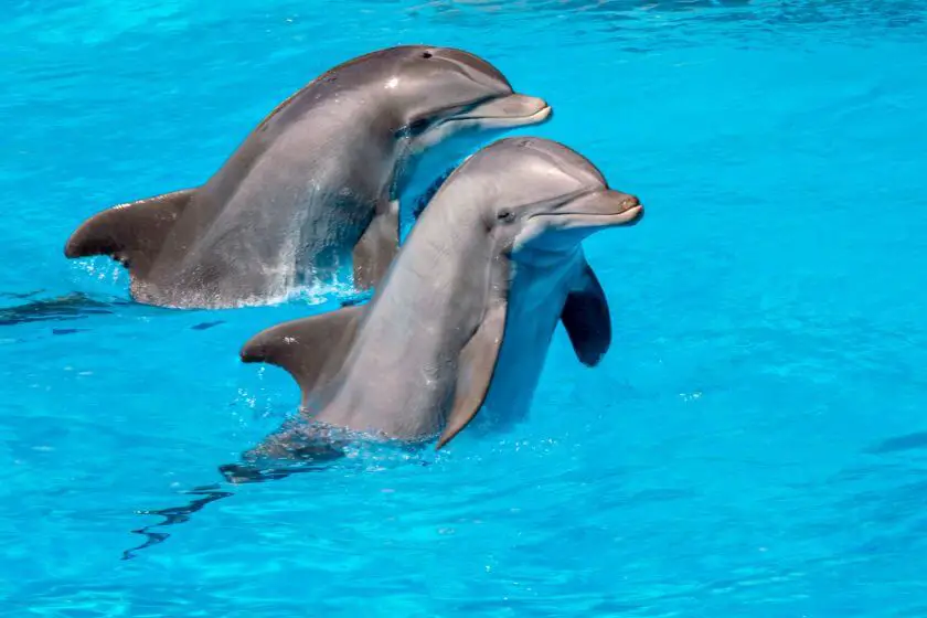 Loro Park delfiny