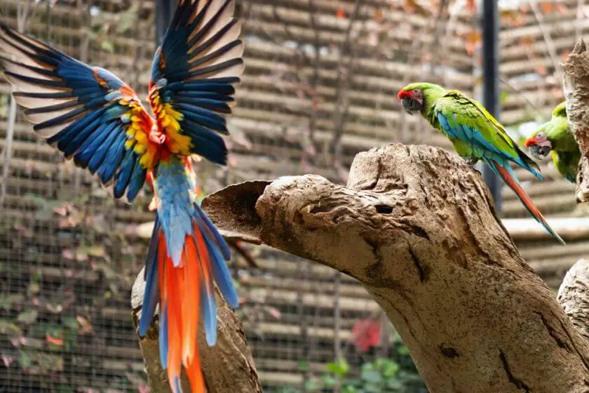 Loro Park papugi
