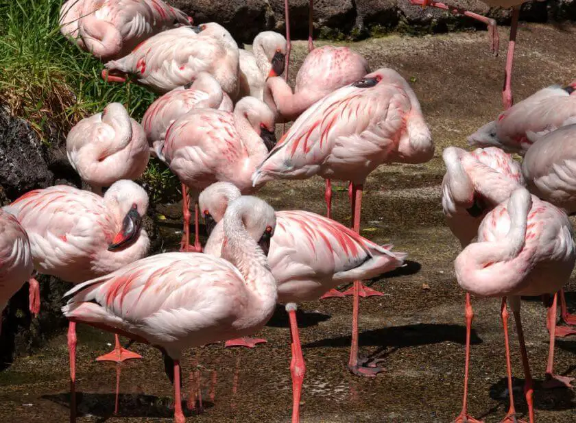 Oasis Park Fuerteventura flamingi