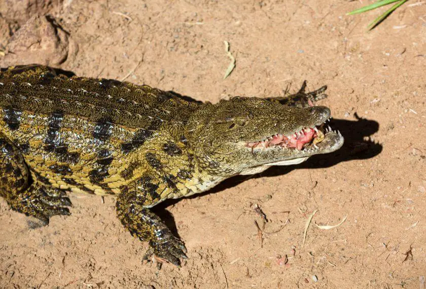 Oasis Park Fuerteventura krokodyl