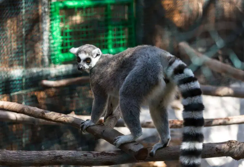 Oasis Park Fuerteventura lemur
