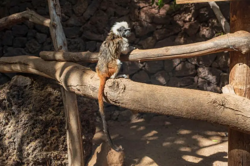 Oasis Park Fuerteventura małpka