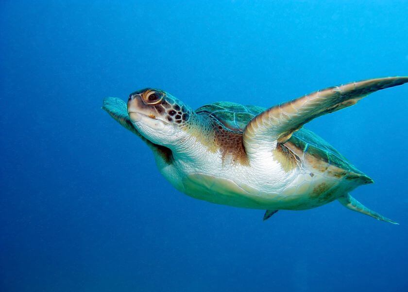 teneryfa nurkowanie żółw