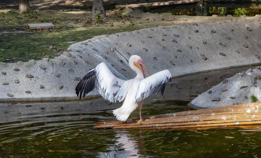 Zoo Kraków pelikan