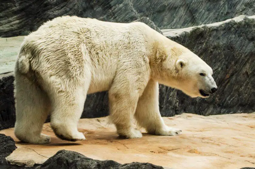 Zoo Praga niedźwiedź polarny