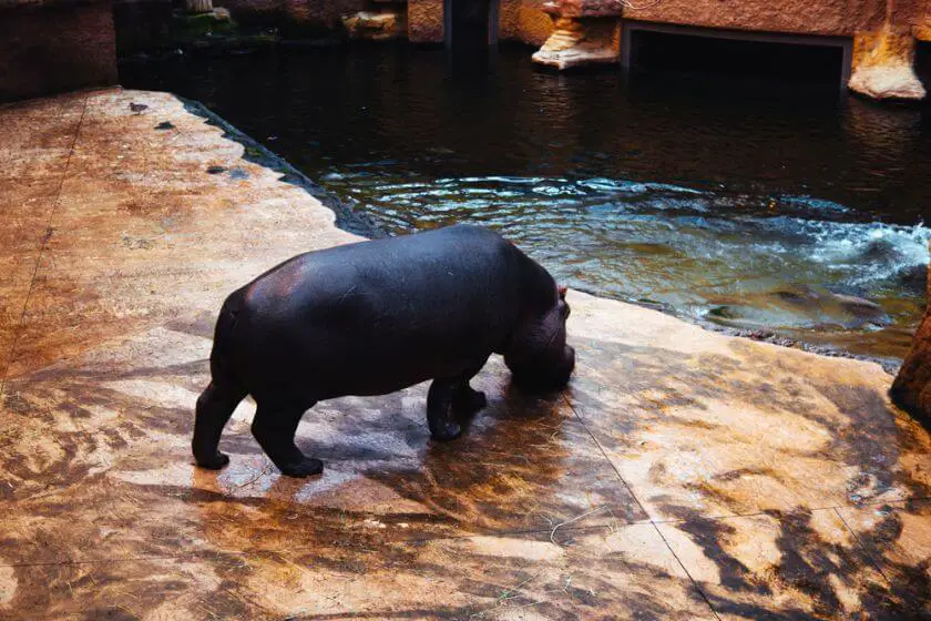 Zoo Wrocław hipopotam