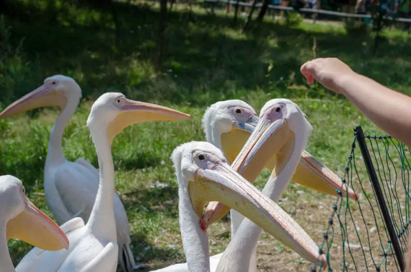 Zoo Wrocław pelikany