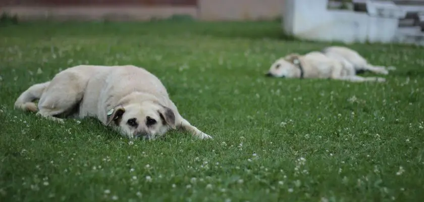 akbash dog leży na trawie