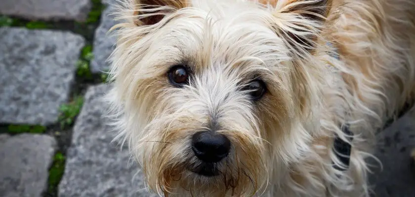 cairn terrier na ulicy
