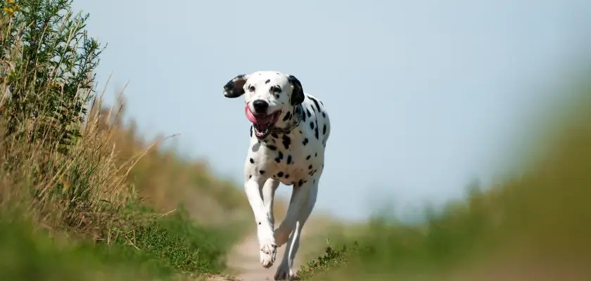 Dalmatyńczyk biegnie ścieżką