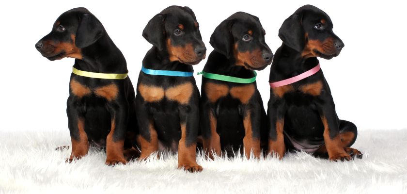doberman 7 dobermann – hodowla