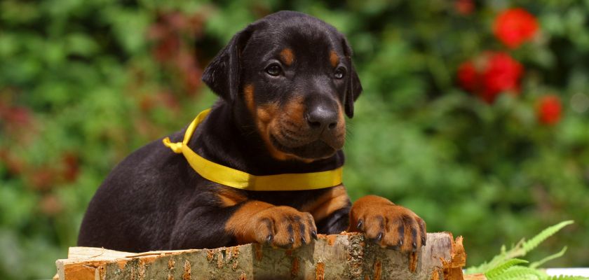 doberman 4 doberman – szczeniaki i większe psy potrzebują szkolenia