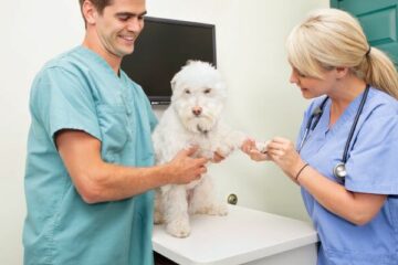 badanie krwi u psa