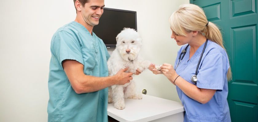 badanie krwi u psa