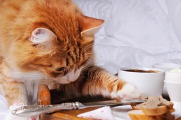 domowe jedzenie dla kota