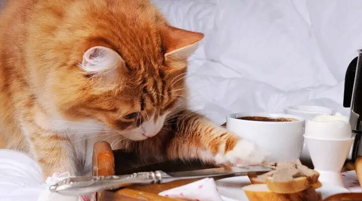domowe jedzenie dla kota