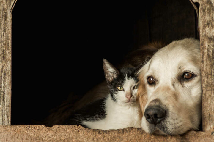 pies i kot oczekują na pomoc