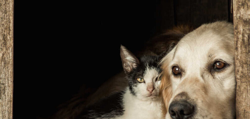 pies i kot oczekują na pomoc
