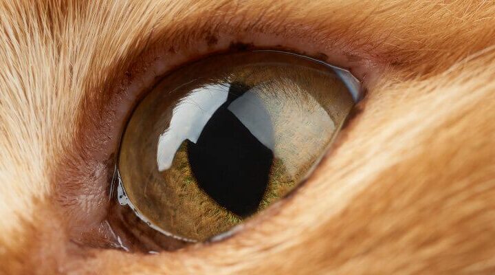 łzawienie oka u kota